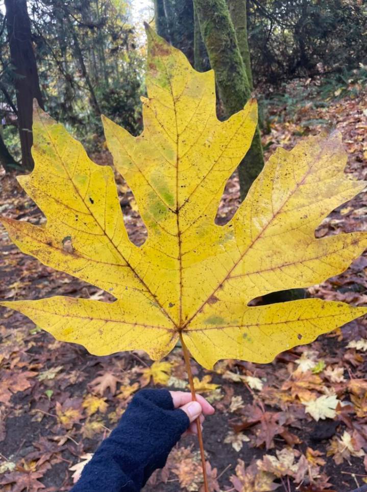 Art Beat: Art sales, stages, sketches, a holiday card contest and a local Día de los Muertos celebration