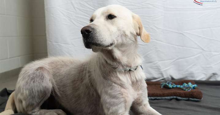 AWLA's Pawfect Match of the Week 