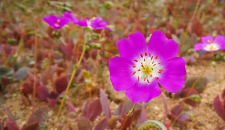 Desierto florido de Atacama: Cómo la Pata de Guanaco podría ayudar a desarrollar cultivos resistentes a la sequía, según estudio