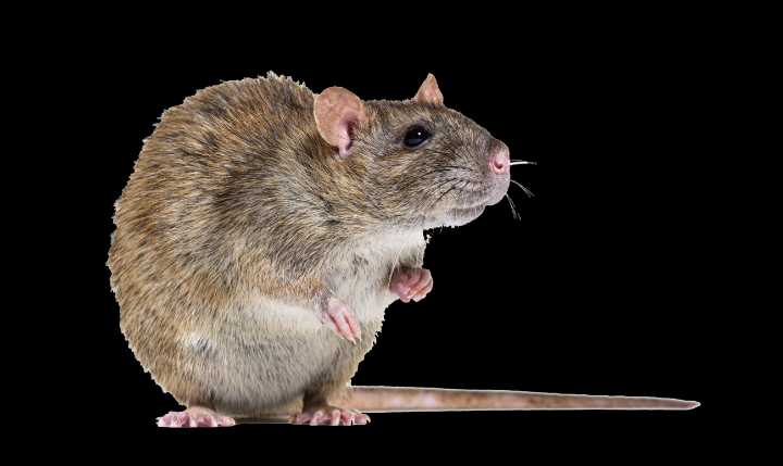 Did our B&B guests smell a rat?