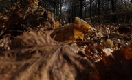 How to turn fallen leaves into valuable leaf mold for your garden this fall