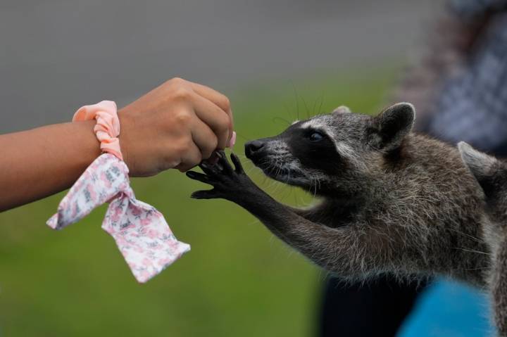 Raccoons as household pets becoming more popular in America: report