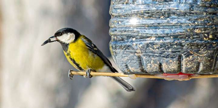 Cómo construir un comedero para pájaros casero y decorar tu jardín