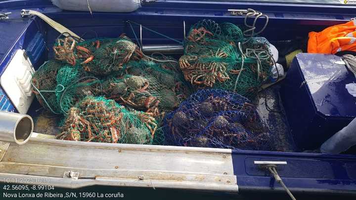 Decomisados 340 kilos de centollo en la ría de Arousa por exceder los topes el primer día de campaña