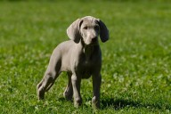Best Puppy Dog Foods for Weimaraners