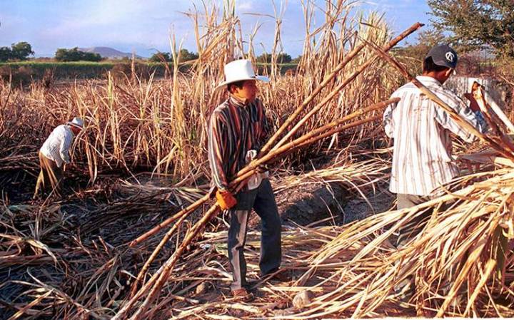 Cañeros demandan 300 pesos por tonelada