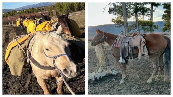 Thermal Drone Could Help Find Horses Missing Three Weeks In Wyoming Backcountry