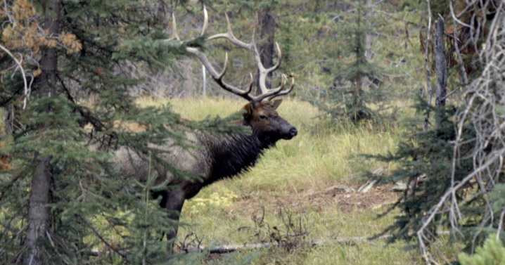 Montana FWP sees strong start to general hunting season