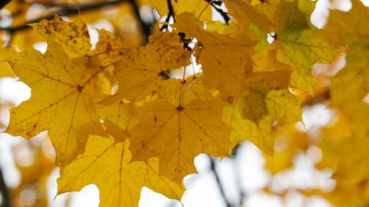 Should you rake your leaves or mow them with your lawn this fall?