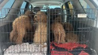 Florida Goldendoodle Puppies Rescued From Woods Receive Life