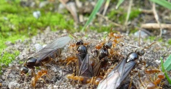 Why some ant colonies get tricked into killing their own queens