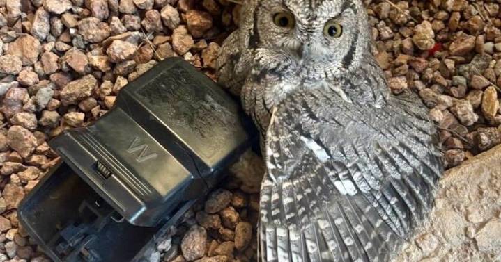 Owl released back into the wild after saved from snap trap by Tucson Wildlife Center