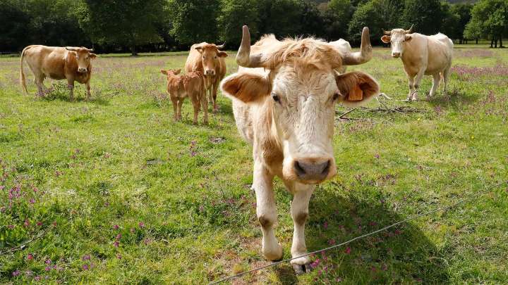 El precio del vacuno mantiene su tendencia alcista y anticipa un nuevo repunte para Navidad