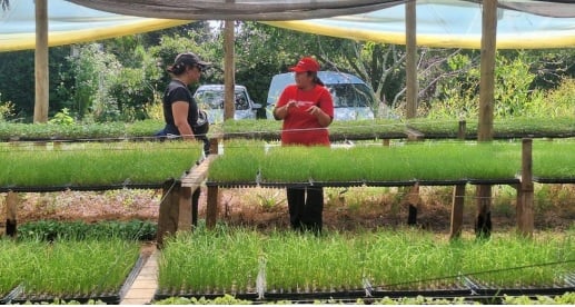 Entregan plantines hortícolas a clubes e instituciones