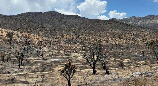 Sequía en California: un estudio revela que la falta de agua incrementa los incidentes entre fauna silvestre y humanos