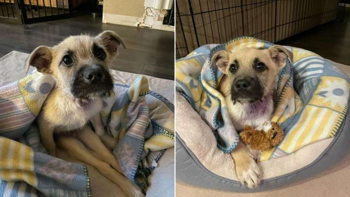 Shelter Dog Believed To Be Paralyzed Shows His Nevada Rescuer A Life