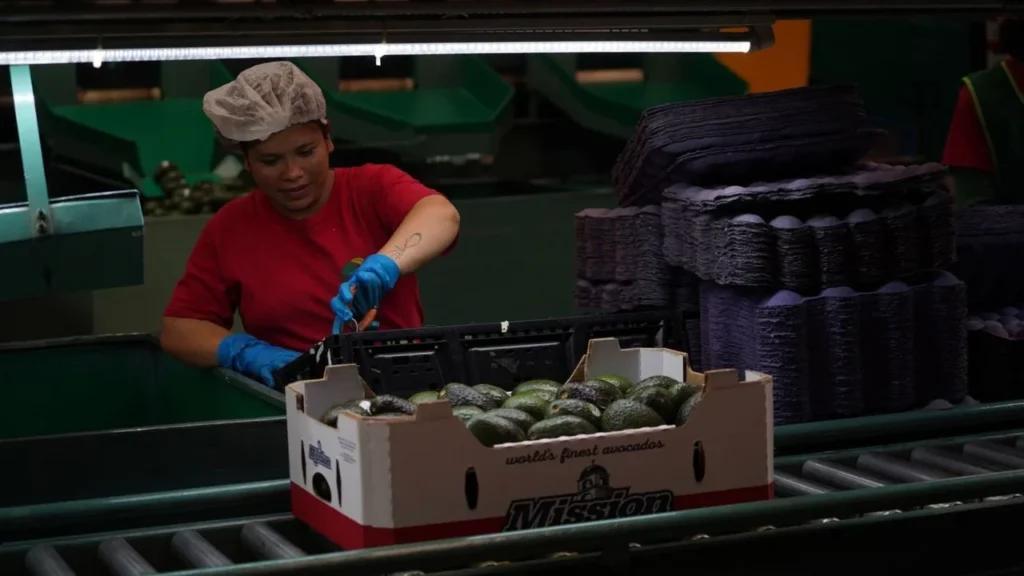 Empleo formal alcanza cifra récord y consolida recuperación laboral: IMSS