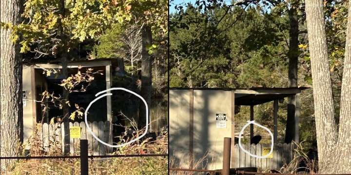 Final lost monkey found in Vossburg