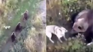 California Drone Footage Stuns Owners When Missing Husky Is Spotted With Bears