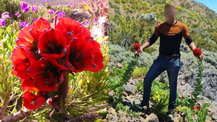 Desierto florido: Conaf llama a cuidar y proteger flores endémicas tras registros en redes sociales