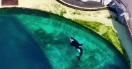Two orcas appear dead in abandoned tank - when they spot drone it's even more tragic