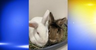 Pets of the Week: Caramel and Marshmallow
