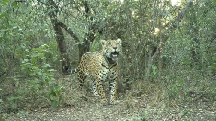 Valoran en más de $2.600 millones la pérdida de la yaguareté Acaí, presuntamente asesinada en El Impenetrable