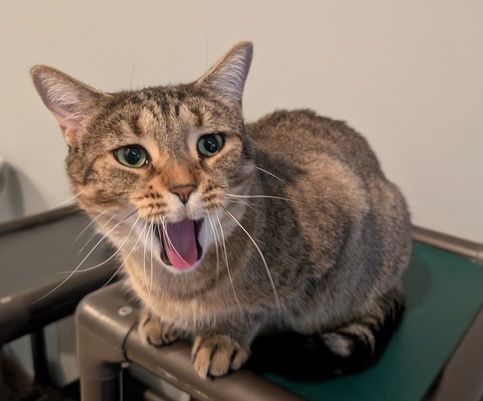 Donors come to the rescue of Sudbury cat rescue