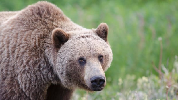 Several possible injuries in grizzly bear attack reported in Bella Coola, RCMP say students may be involve