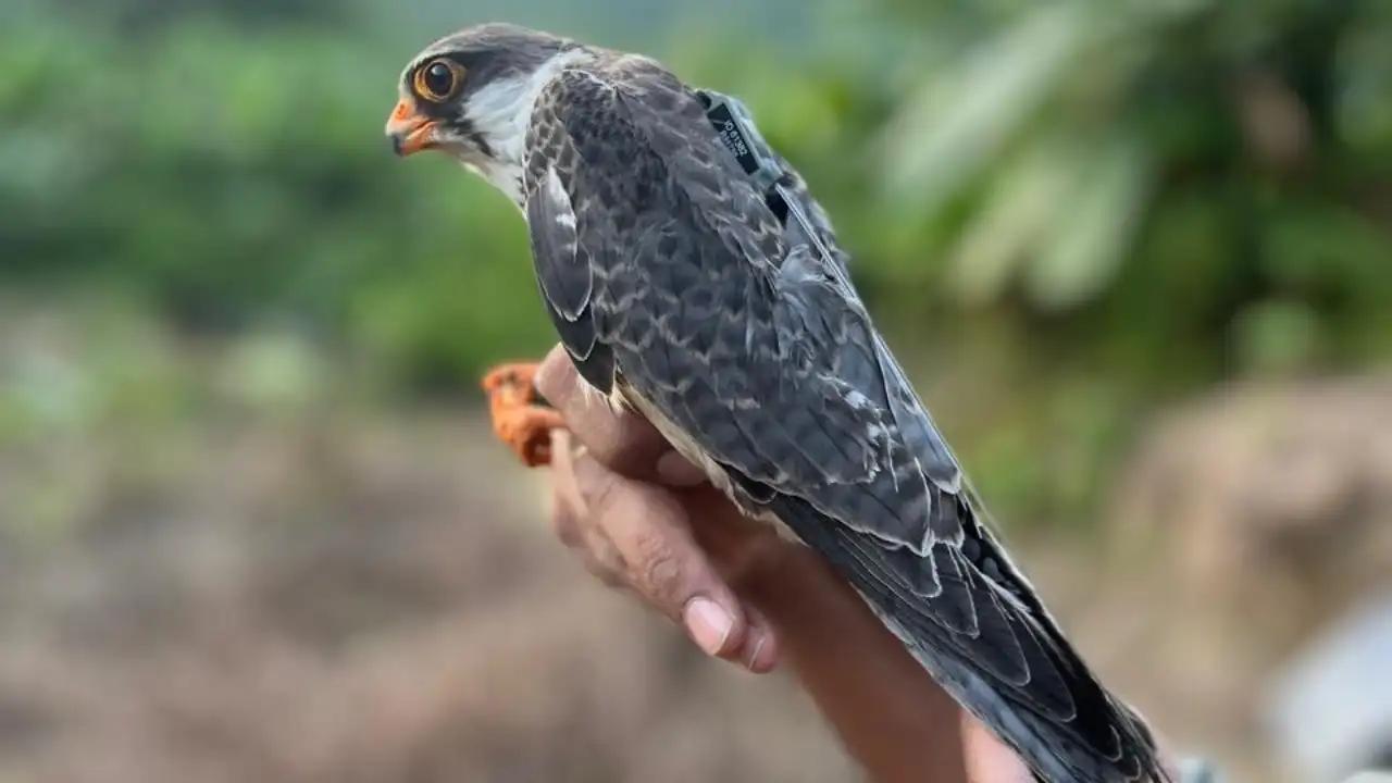 Satellite-tagged falcons reach Africa in epic migration from Manipur