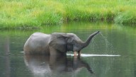 Critically Endangered African Forest Elephants Get Population Boost With 10,000 More Individuals Than Previously Thought