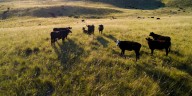 Federal payments, cattle prices push Nebraska farm income higher in 2025