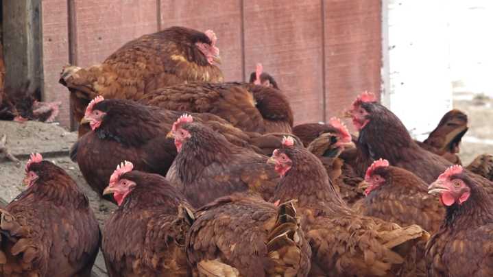 Fourth case of avian flu detected in Monroe County this year