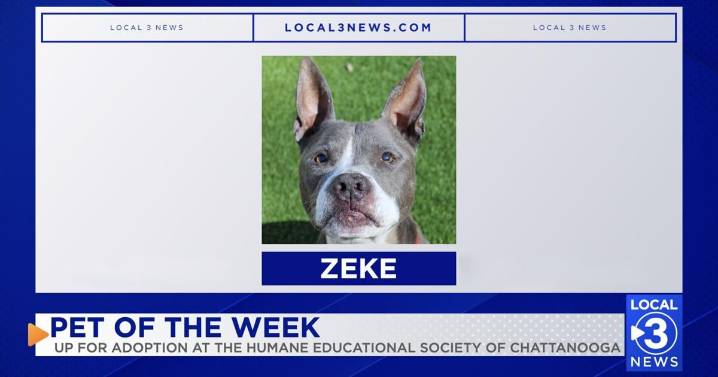 Zeke the dog up for adoption at the Humane Educational Society of Chattanooga