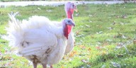 Two Iowa turkeys pardoned by Governor Kim Reynolds ahead of Thanksgiving