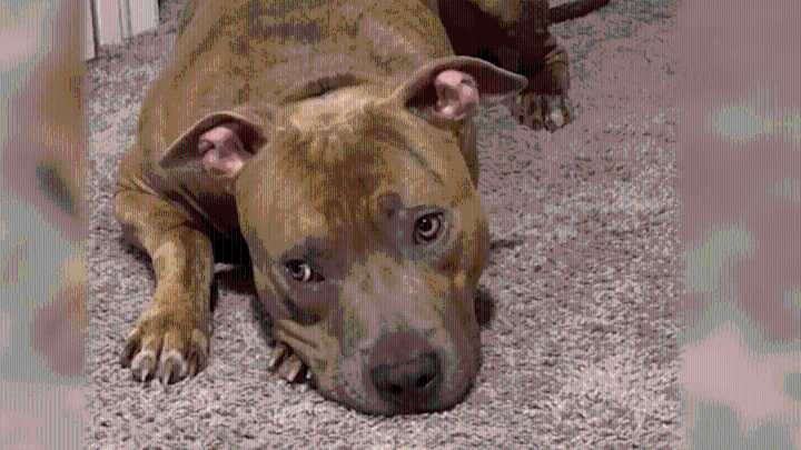 Pit bull ban to end in Prince George’s County, with new permit plan in place