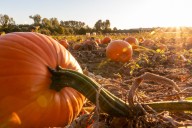 Let’s look at the best ways to preserve pumpkins and winter squash