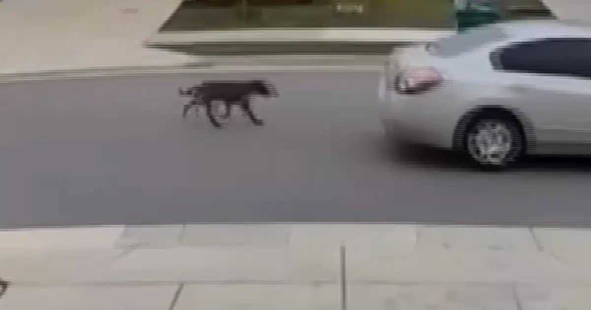 Dog Seen Being "Yanked By Chain" Behind Car Until Outraged Heroes Step In