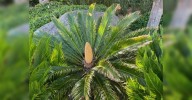 Researchers find potential neurotoxin in Cycad plant used as food in Odisha