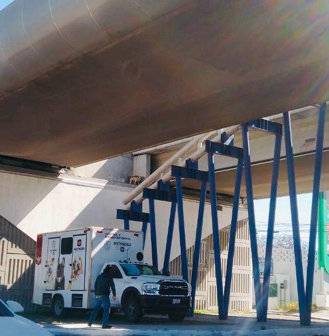 Rescatan a perrito atrapado en estructura del puente La Paz en Reynosa
