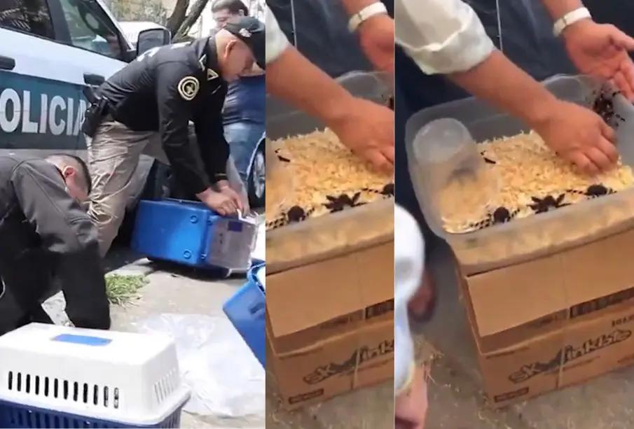 Detienen a hombre que vendía tarántulas en la vía pública tras denuncia ciudadana en Azcapotzalco