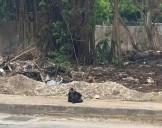 Reiteran vecinos llamado a Bepensa, para detener devastación en corredor biológico de Xcalacoco