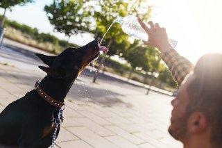 El calor ya se siente: cuidados esenciales para evitar riesgos en nuestras mascotas