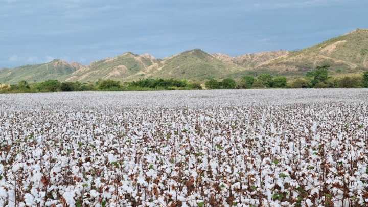 Reducción del arancel a hilos importados arriesga la cosecha algodonera de Colombia y deja sin mercado las 20.000 toneladas previstas para 2025 y 2026