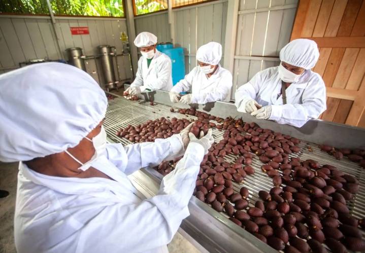 Concurso de innovación gastronómica "Sabores del aguaje" promueve su consumo sostenible
