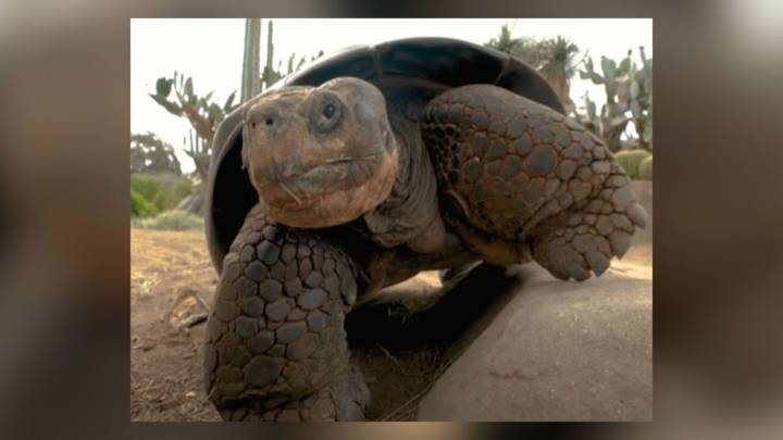 Gramma the tortoise, oldest animal at the San Diego Zoo, dies