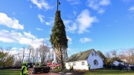 Rockefeller Christmas tree is harvested from upstate New York and begins trek to Manhattan