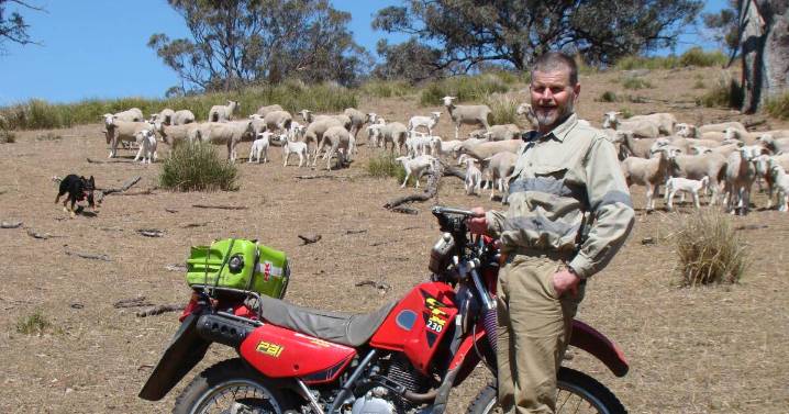 Feral pigs force NSW farmer to rethink livestock operation