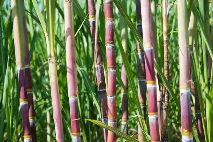 CANACO de Chetumal asegura que empresarios desconocen contrabando de azúcar desde Belice