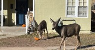 Colorado Parks and Wildlife urges residents to recycle leftover pumpkins, not feed them to wildlife